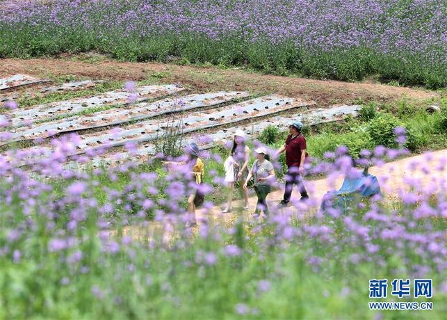 【焦點圖】南寧:田園風光美!馬鞭草和非洲雛菊競相盛放(組圖)