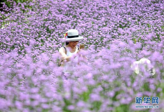 【焦點圖】南寧:田園風光美!馬鞭草和非洲雛菊競相盛放(組圖)