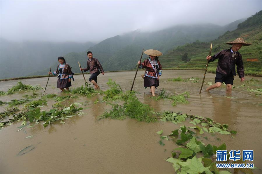 【焦點圖】高清組圖：雨水充沛!廣西融水農民搶抓農時耕種