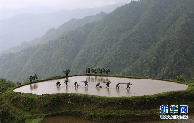 【焦點圖】高清組圖：雨水充沛!廣西融水農民搶抓農時耕種