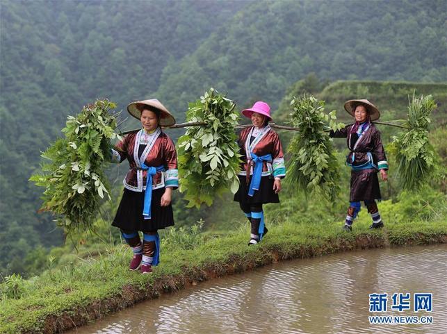 【焦點圖】高清組圖：雨水充沛!廣西融水農民搶抓農時耕種