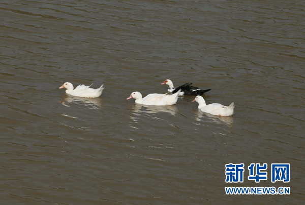 【先不簽】航拍湖北網湖濕地：候鳥的家