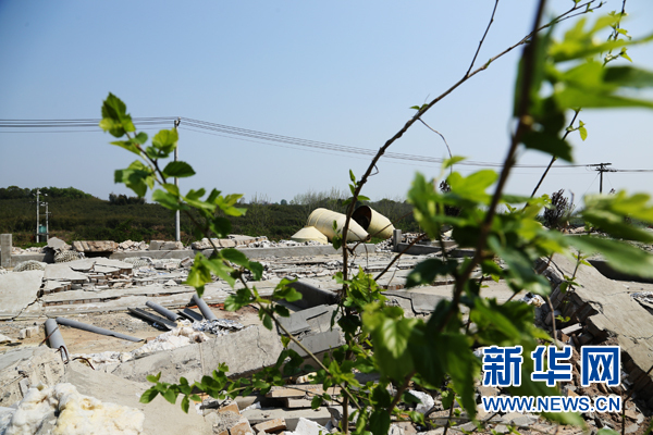 【先不簽】航拍湖北網湖濕地：候鳥的家