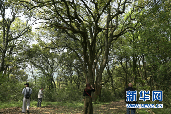 【先不簽】航拍湖北網湖濕地：候鳥的家