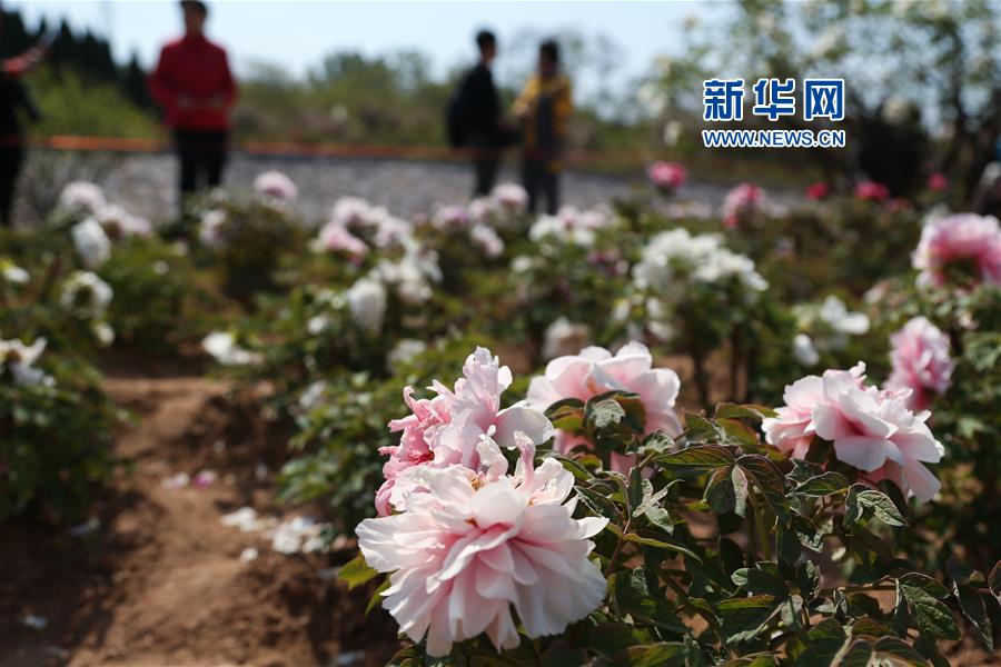 萬株牡丹綻放青島