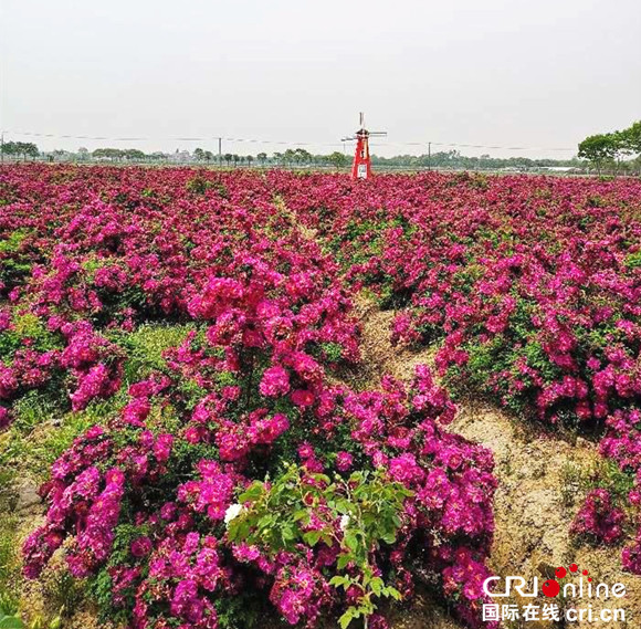 【上海】【專稿專題】2018希茜莊園玫瑰節于崇明舉行