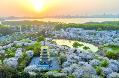 花海接力驚艷春光 海外媒體多次聚焦 大美東湖“五朵金花”吸引世界目光