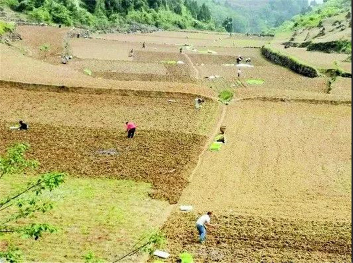 （美酒美食）仁懷將深化農村産業革命進行到底 茅臺有機高粱種植推動農民“二次創業”