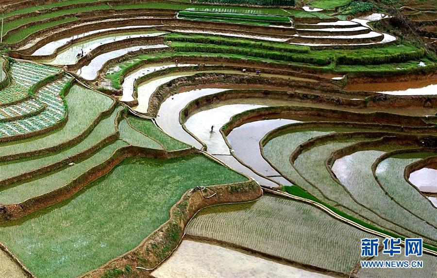 【焦點圖】飛閱桂西山村旮旯田(組圖)