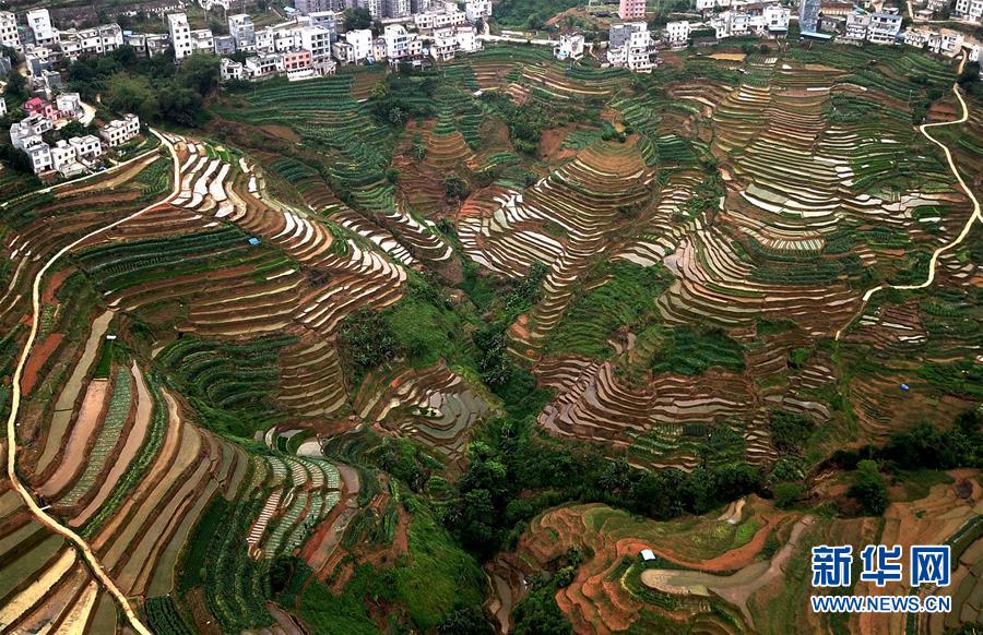 【焦點圖】飛閱桂西山村旮旯田(組圖)