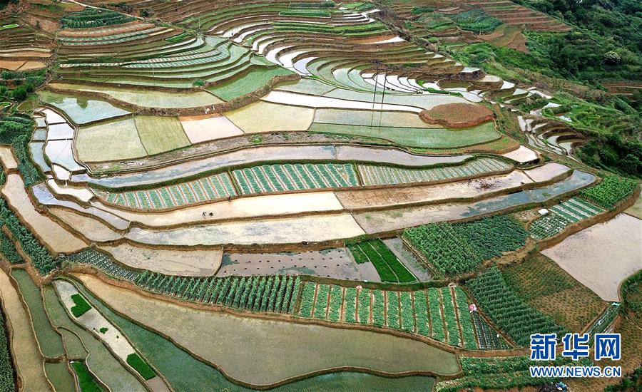 【焦點圖】飛閱桂西山村旮旯田(組圖)