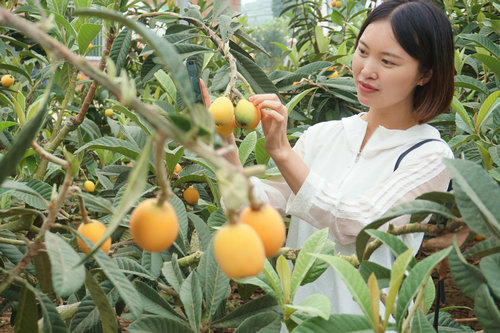 【區縣聯動】【大足】大足3萬畝枇杷成熟上市 帶熱鄉村遊促果農增收【區縣聯動列表】大足3萬畝枇杷成熟上市