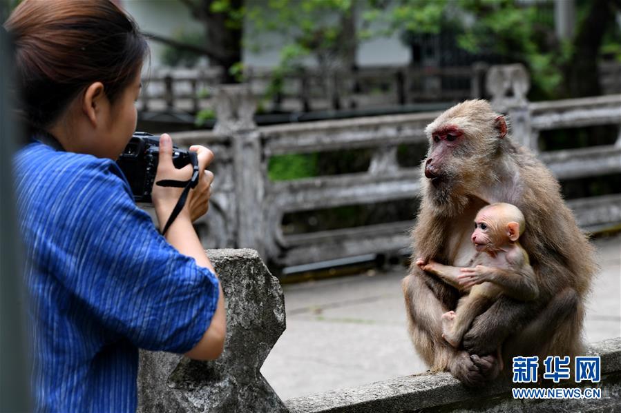 福建武夷山：獼猴與人和諧相處