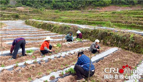 【區縣聯動】【石柱】石柱縣：華溪村“三變”改革穩步推進