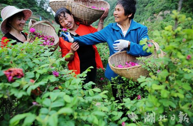 身家千萬回鄉養花 鄖西"玫瑰皇后"任性綻放