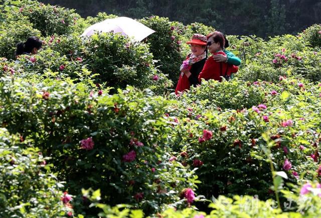 身家千萬回鄉養花 鄖西"玫瑰皇后"任性綻放