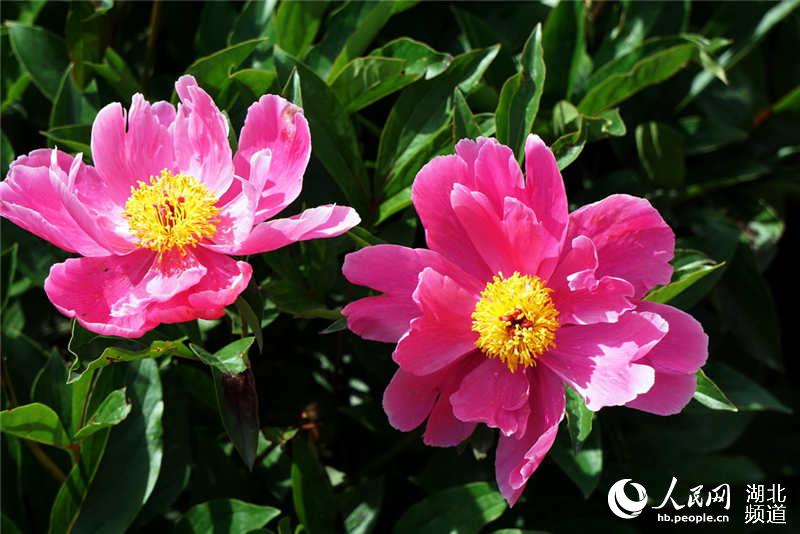 湖北十堰：芍藥花開醉遊人