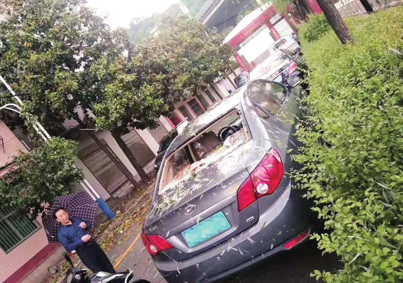 【今日看點】雞蛋大冰雹昨襲商南農作物、車輛受損