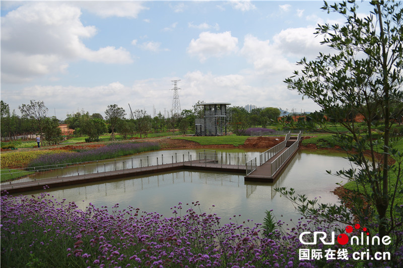 【唐已審】【原創】【園區建設-圖文】【移動端-標題列表】【南寧】園博園八大景美如畫 蘆草疊塘景觀搶先看