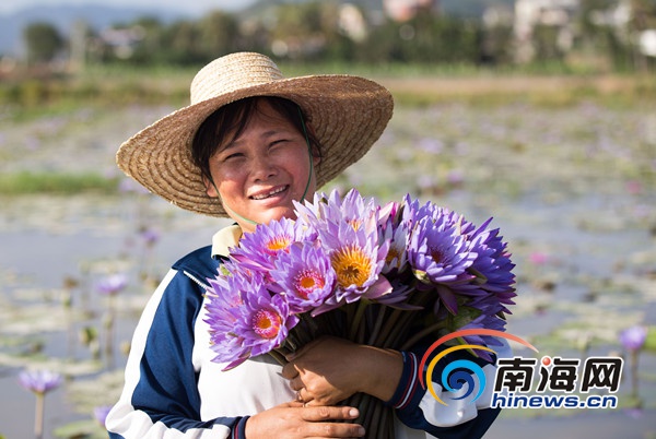 三亞農民稻田種睡蓮 開出“致富花”