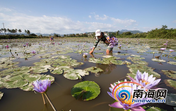 三亞農民稻田種睡蓮 開出“致富花”