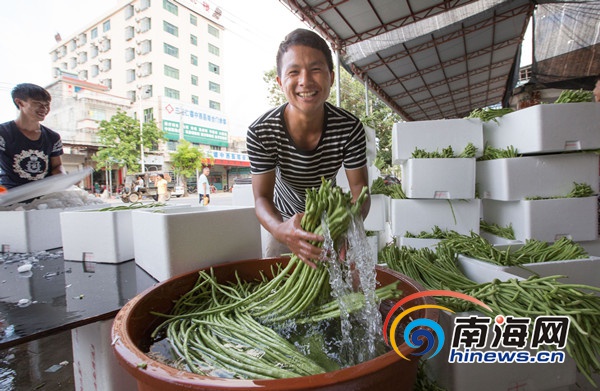 三亞今冬首批冬種瓜菜上市 100%持證出島