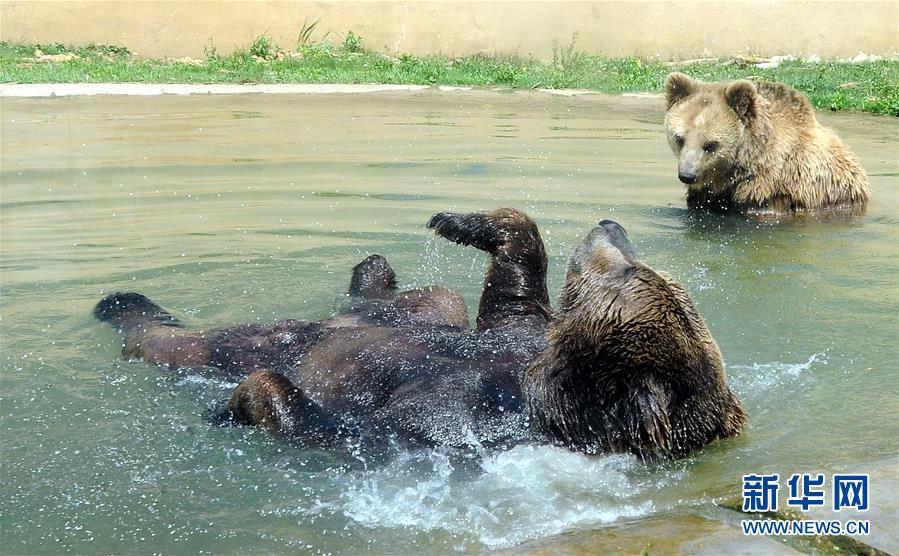 江蘇蘇州：動物享清涼