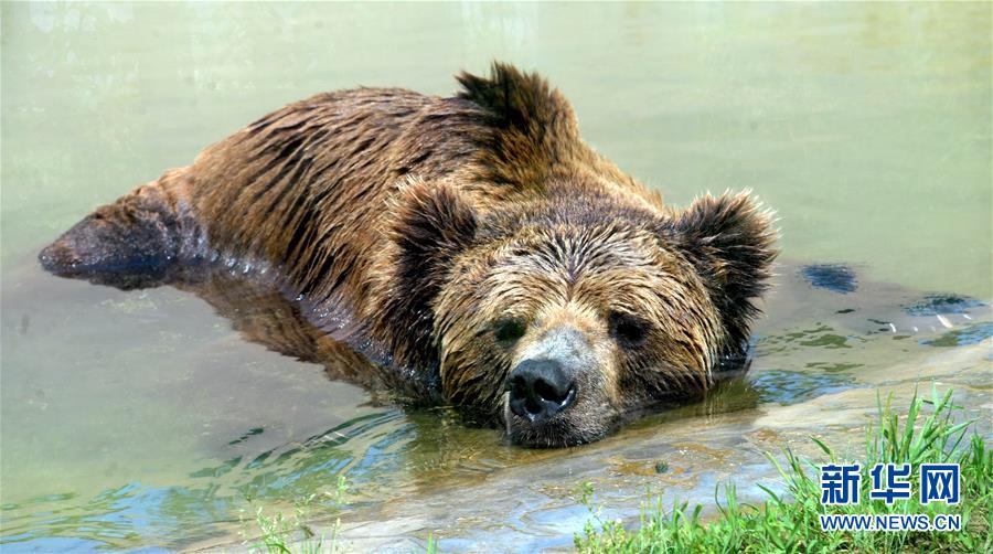 江蘇蘇州：動物享清涼