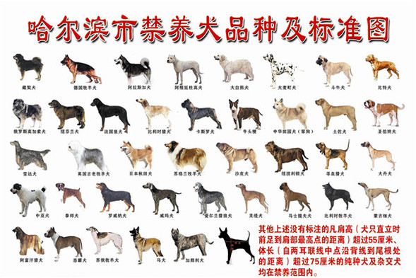 哈爾濱市39種犬只禁養 一戶最多飼養一隻準養犬