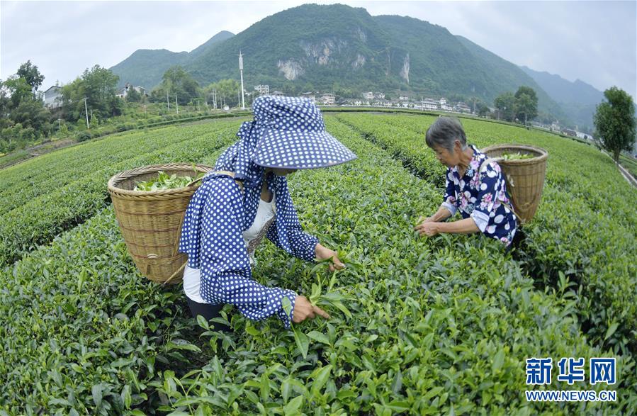 夏茶採摘忙