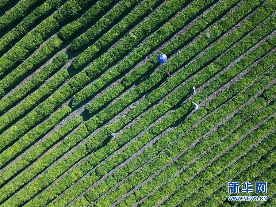 夏茶採摘忙