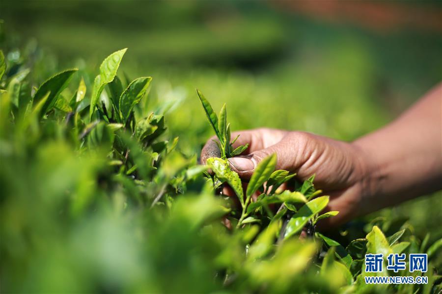 夏茶採摘忙