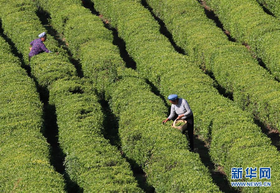 夏茶採摘忙