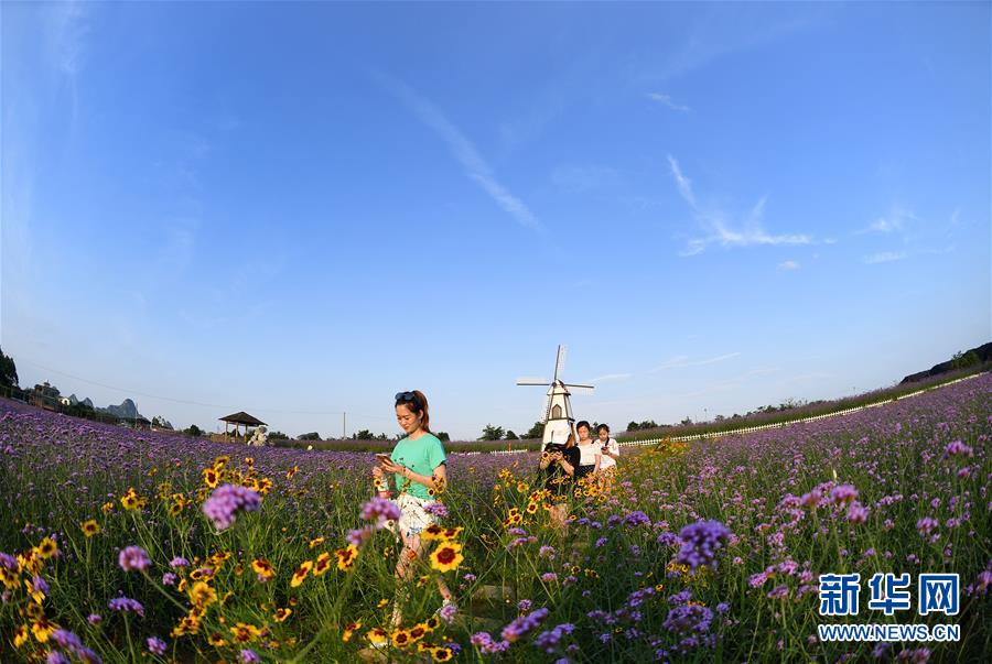 廣西柳州市：紫色浪漫醉遊人