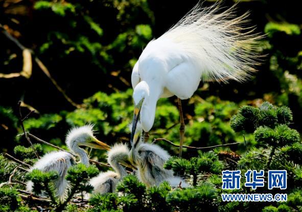 湖南桂東縣：遷徙鷺鳥在此“相夫育子”