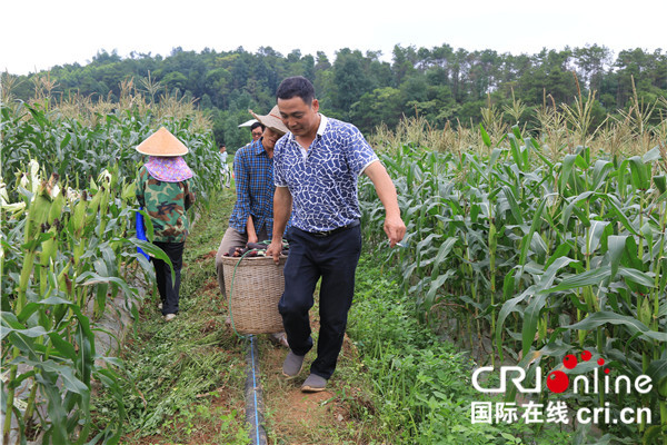 【已過審】【八桂大地】【移動端標題列表】【河池】廣西育成的黑糯玉米品種在都安示範成功