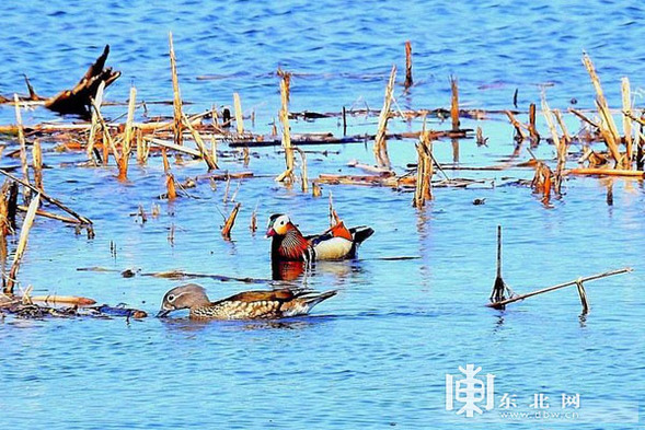 大興安嶺生態和諧 鴛鴦怡然戲水