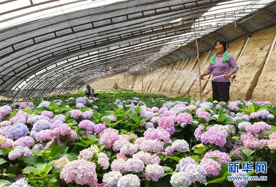 河北辛集：“鮮花經濟”助增收