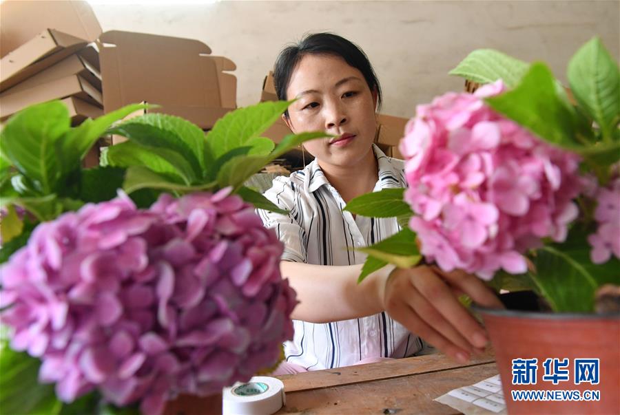 河北辛集：“鮮花經濟”助增收