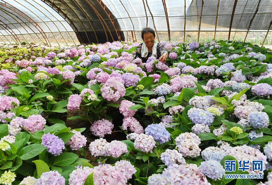 河北辛集：“鮮花經濟”助增收