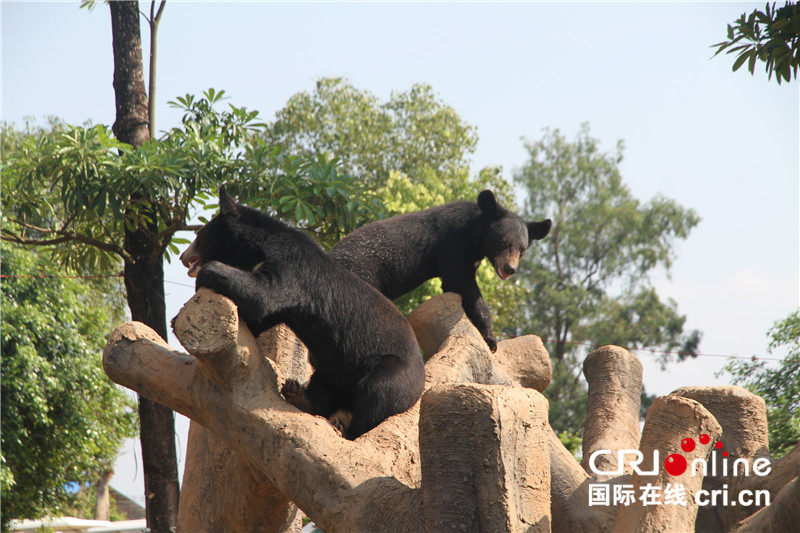 【唐已審】【原創】【焦點圖】【移動端焦點圖】【旅遊文體】【貴港】貴港市“中國旅遊日”活動童趣與異域風情並存