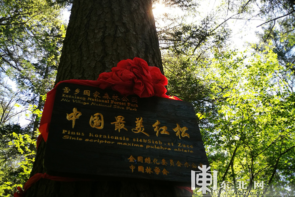 “中國最美紅松”在雪鄉揭牌 夏季旅遊産品清涼上線