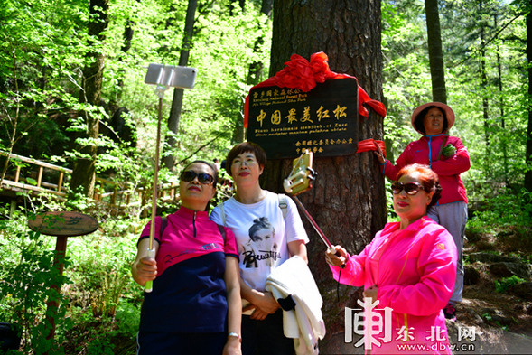 “中國最美紅松”在雪鄉揭牌 夏季旅遊産品清涼上線