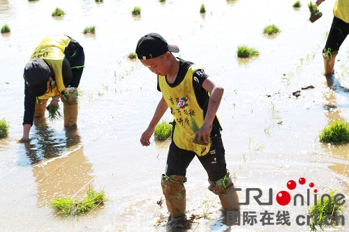 【黑龍江】哈爾濱市通河縣舉行吉尼斯稻香村親子插秧研學行活動