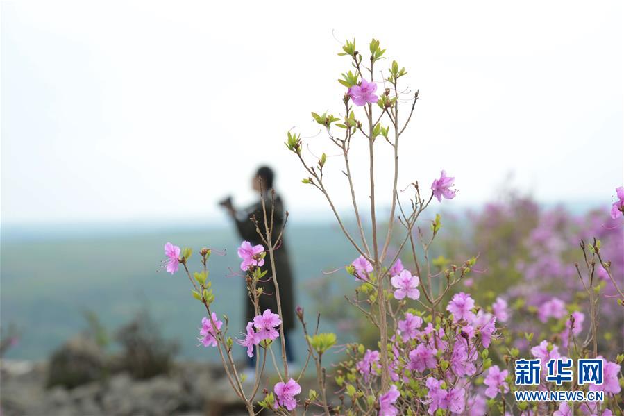 內蒙古阿爾山：杜鵑花開引客來