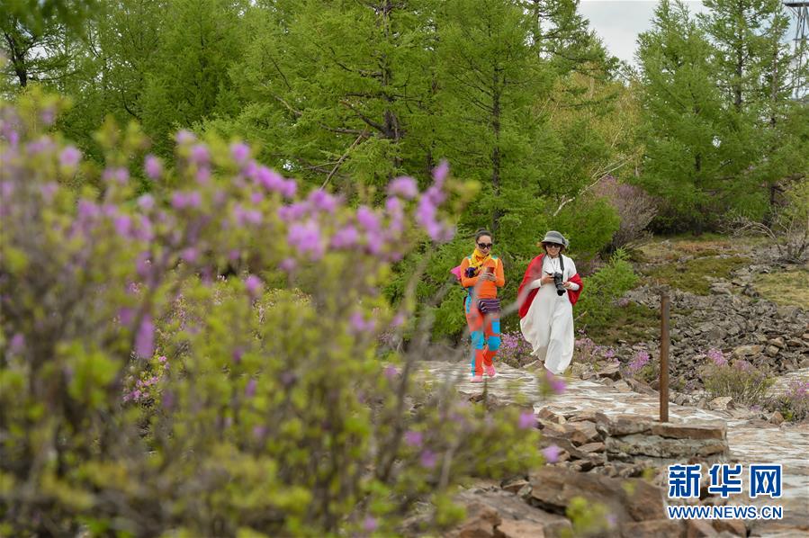 內蒙古阿爾山：杜鵑花開引客來