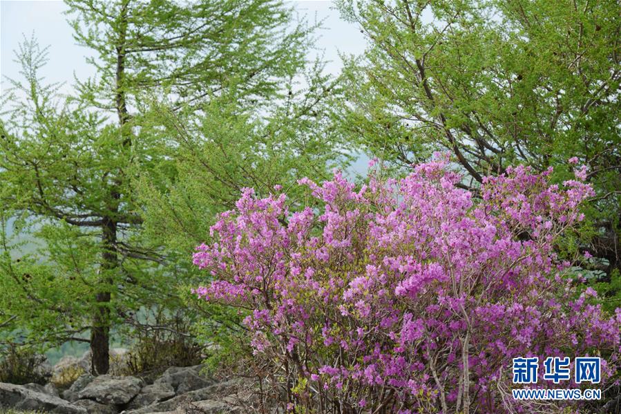 內蒙古阿爾山：杜鵑花開引客來