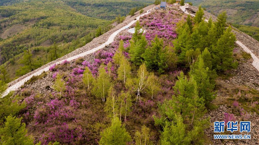 內蒙古阿爾山：杜鵑花開引客來