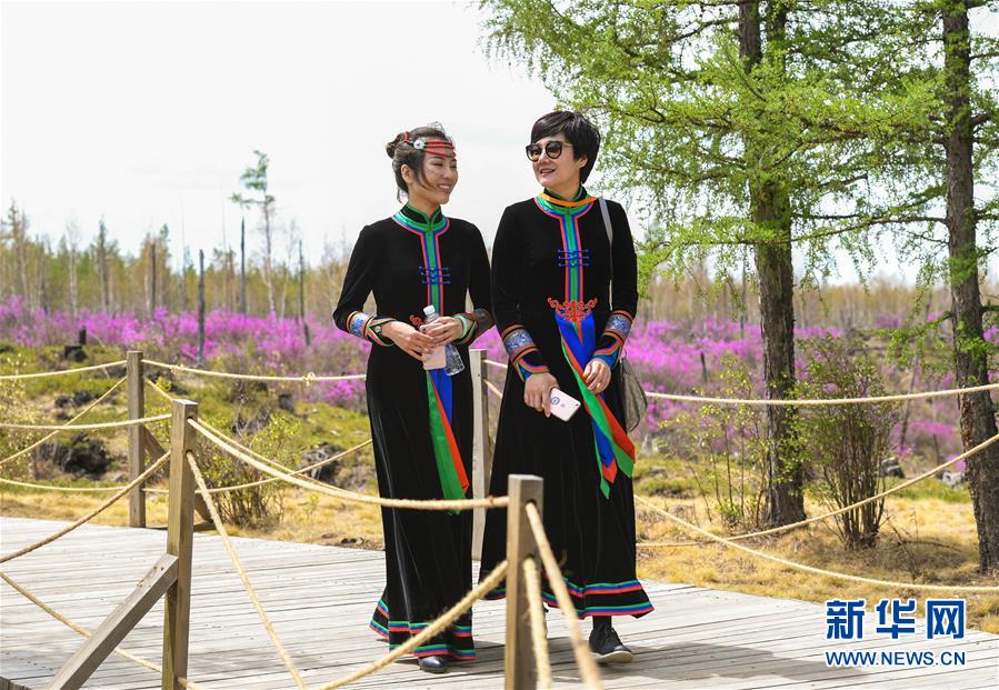 內蒙古阿爾山：杜鵑花開引客來