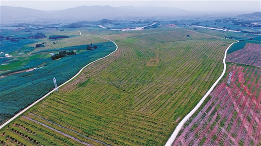 圖片默認標題_fororder_上思縣十萬大山堅果産業（核心）示範區，是當地最大産業扶貧基地。